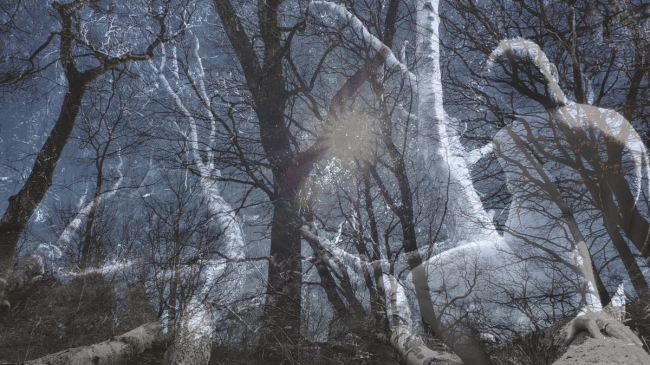 Bark&Skin #2
