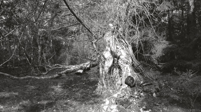 Bark&Skin #6