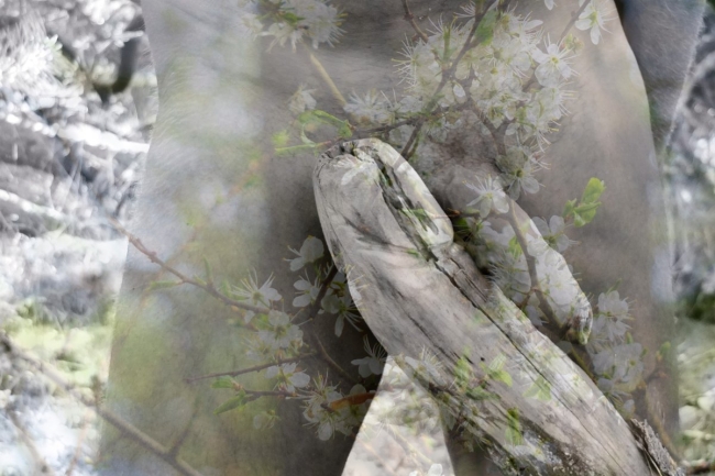 Bark&Skin #8