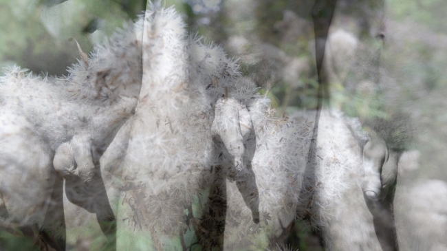 Bark&Skin #26